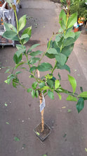 Laden Sie das Bild in den Galerie-Viewer, Echter Zitronenbaum 140 - 160 cm (Citrus Limon) Immergrüner Obstbaum Eureka