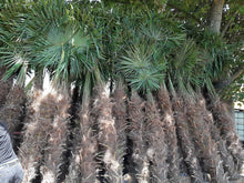 Laden Sie das Bild in den Galerie-Viewer, Echte Palme 2,20 - 2,50 Meter Höhe Trachycarpus Fortunei Hanfpalme - Chinesische Fächerpalme - Winterhart bis minus 18 Grad