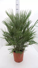 Laden Sie das Bild in den Galerie-Viewer, Echte Palme "Vulcano" 90-100 cm Zwergpalme Chamaerops Humilis, winterhart bis -12°C