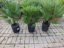 Laden Sie das Bild in den Galerie-Viewer, Echte Zwergpalme 2er Set. Winterharte Zwergpalme 70-90 cm Chamaerops humilis Palme Grünpflanze