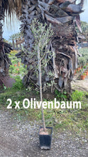 Laden Sie das Bild in den Galerie-Viewer, Echte 2x Olivenbäume 140-180 cm Höhe im Doppelpack. Pflanze in der Box! Beste Qualität. Robust.