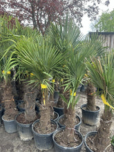 Laden Sie das Bild in den Galerie-Viewer, Echte Palme 160 cm Trachycarpus Fortunei Hanfpalme - Chinesische Fächerpalme - Winterhart bis minus 18 Grad