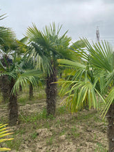 Laden Sie das Bild in den Galerie-Viewer, Echte Palme 3 Meter Höhe Trachycarpus Fortunei Hanfpalme - Chinesische Fächerpalme - Winterhart bis minus 18 Grad