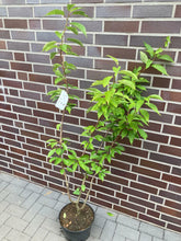 Laden Sie das Bild in den Galerie-Viewer, Echte Japanische Blüten/-Zierkirsche "Prunus Serrulata" 120-150cm im großen Topf