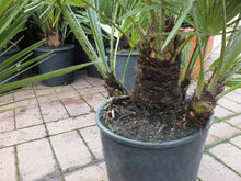 Laden Sie das Bild in den Galerie-Viewer, Echte Zwergpalme 2er Set. Winterharte Zwergpalme 70-90 cm Chamaerops humilis Palme Grünpflanze