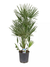 Laden Sie das Bild in den Galerie-Viewer, Echte Palme "Vulcano" 90-100 cm Zwergpalme Chamaerops Humilis, winterhart bis -12°C