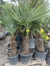 Laden Sie das Bild in den Galerie-Viewer, Echte Palme 160 cm Trachycarpus Fortunei Hanfpalme - Chinesische Fächerpalme - Winterhart bis minus 18 Grad