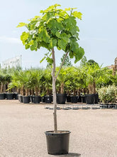 Laden Sie das Bild in den Galerie-Viewer, Echter Feigenbaum 180 cm Obstbaum winterhart kräftiger Stamm, Ficus Carica