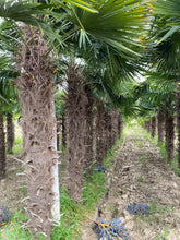 Laden Sie das Bild in den Galerie-Viewer, Echte Palme 3 Meter Höhe Trachycarpus Fortunei Hanfpalme - Chinesische Fächerpalme - Winterhart bis minus 18 Grad