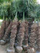 Laden Sie das Bild in den Galerie-Viewer, Echte Palme 2,20 - 2,50 Meter Höhe Trachycarpus Fortunei Hanfpalme - Chinesische Fächerpalme - Winterhart bis minus 18 Grad