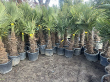 Laden Sie das Bild in den Galerie-Viewer, Echte Palme 160 cm Trachycarpus Fortunei Hanfpalme - Chinesische Fächerpalme - Winterhart bis minus 18 Grad