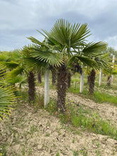 Laden Sie das Bild in den Galerie-Viewer, Echte Palme 3 Meter Höhe Trachycarpus Fortunei Hanfpalme - Chinesische Fächerpalme - Winterhart bis minus 18 Grad