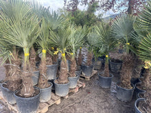 Laden Sie das Bild in den Galerie-Viewer, Echte Palme 160 cm Trachycarpus Fortunei Hanfpalme - Chinesische Fächerpalme - Winterhart bis minus 18 Grad