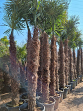 Laden Sie das Bild in den Galerie-Viewer, Echte Palme 4,50 Meter Höhe Trachycarpus Fortunei Hanfpalme - Chinesische Fächerpalme - Winterhart bis minus 18 Grad