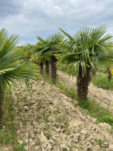 Laden Sie das Bild in den Galerie-Viewer, Echte Palme 3 Meter Höhe Trachycarpus Fortunei Hanfpalme - Chinesische Fächerpalme - Winterhart bis minus 18 Grad