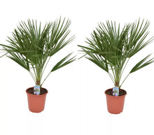 Laden Sie das Bild in den Galerie-Viewer, Echte Zwergpalme 2er Set. Winterharte Zwergpalme 70-90 cm Chamaerops humilis Palme Grünpflanze