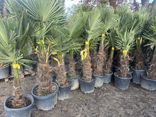 Laden Sie das Bild in den Galerie-Viewer, Echte Palme 160 cm Trachycarpus Fortunei Hanfpalme - Chinesische Fächerpalme - Winterhart bis minus 18 Grad