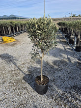 Laden Sie das Bild in den Galerie-Viewer, Olivenbaum mit Stamm, Olive 100-120 cm hoch, beste Qualität, Olea Europaea. Premiumqualität.