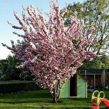 Laden Sie das Bild in den Galerie-Viewer, Echte Japanische Blüten/-Zierkirsche "Prunus Serrulata" 120-150cm im großen Topf