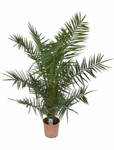 Laden Sie das Bild in den Galerie-Viewer, Echte Kanarische Dattelpalmen - Phoenix canariensis - Phönixpalme 120-150 cm