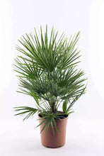 Laden Sie das Bild in den Galerie-Viewer, Echte Palme "Vulcano" 90-100 cm Zwergpalme Chamaerops Humilis, winterhart bis -12°C