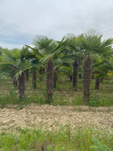 Laden Sie das Bild in den Galerie-Viewer, Echte Palme 3 Meter Höhe Trachycarpus Fortunei Hanfpalme - Chinesische Fächerpalme - Winterhart bis minus 18 Grad