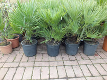 Laden Sie das Bild in den Galerie-Viewer, Echte Zwergpalme 2er Set. Winterharte Zwergpalme 70-90 cm Chamaerops humilis Palme Grünpflanze