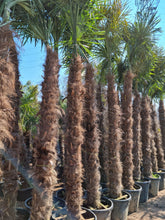 Laden Sie das Bild in den Galerie-Viewer, Echte Palme 4,50 Meter Höhe Trachycarpus Fortunei Hanfpalme - Chinesische Fächerpalme - Winterhart bis minus 18 Grad