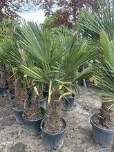 Laden Sie das Bild in den Galerie-Viewer, Echte Palme 160 cm Trachycarpus Fortunei Hanfpalme - Chinesische Fächerpalme - Winterhart bis minus 18 Grad