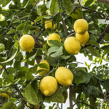 Laden Sie das Bild in den Galerie-Viewer, Echter Zitronenbaum 140 - 160 cm (Citrus Limon) Immergrüner Obstbaum Eureka