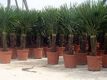 Laden Sie das Bild in den Galerie-Viewer, Echte Palme 140 cm Trachycarpus Fortunei Hanfpalme - Chinesische Fächerpalme - Winterhart bis minus 18 Grad