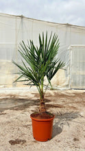 Laden Sie das Bild in den Galerie-Viewer, Echte Palme 140 cm Trachycarpus Fortunei Hanfpalme - Chinesische Fächerpalme - Winterhart bis minus 18 Grad
