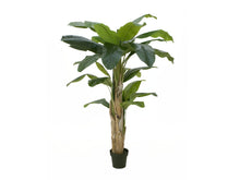 Laden Sie das Bild in den Galerie-Viewer, Künstliche Bananen-Palmen mit Seidenblättern und Naturstämmen. Pflegefrei. Viele Größen von 120 - 270 cm.