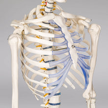 Laden Sie das Bild in den Galerie-Viewer, Menschliches Stativ Skelett 181,5 cm. Modell Anatomie Lehrmodell + Abdeckung + Poster