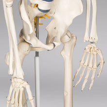 Laden Sie das Bild in den Galerie-Viewer, Menschliches Stativ Skelett 181,5 cm. Modell Anatomie Lehrmodell + Abdeckung + Poster