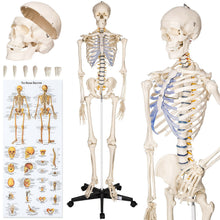 Laden Sie das Bild in den Galerie-Viewer, Menschliches Stativ Skelett 181,5 cm. Modell Anatomie Lehrmodell + Abdeckung + Poster