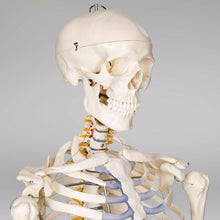 Laden Sie das Bild in den Galerie-Viewer, Menschliches Stativ Skelett 181,5 cm. Modell Anatomie Lehrmodell + Abdeckung + Poster