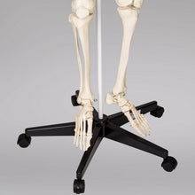 Laden Sie das Bild in den Galerie-Viewer, Menschliches Stativ Skelett 181,5 cm. Modell Anatomie Lehrmodell + Abdeckung + Poster
