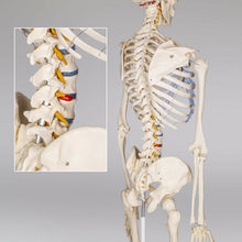 Laden Sie das Bild in den Galerie-Viewer, Menschliches Stativ Skelett 181,5 cm. Modell Anatomie Lehrmodell + Abdeckung + Poster