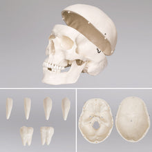 Laden Sie das Bild in den Galerie-Viewer, Menschliches Stativ Skelett 181,5 cm. Modell Anatomie Lehrmodell + Abdeckung + Poster