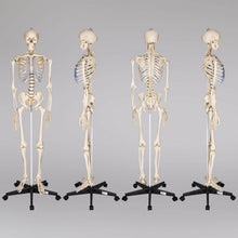 Laden Sie das Bild in den Galerie-Viewer, Menschliches Stativ Skelett 181,5 cm. Modell Anatomie Lehrmodell + Abdeckung + Poster