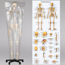 Laden Sie das Bild in den Galerie-Viewer, Menschliches Stativ Skelett 181,5 cm. Modell Anatomie Lehrmodell + Abdeckung + Poster